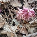phoca_thumb_m_przkumnci 25 Fotogalerie